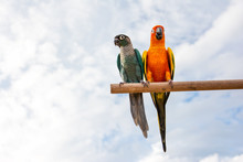 It Is Two Macaw Parrot On Dried Tree Branch With Blue Sky Background
