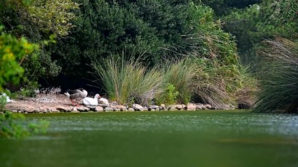 Wall Mural - ducks swimming in a public park pond
