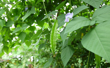 Poster - Closed up of the winged bean in the organic farm