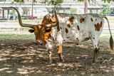 Fototapeta  - Texas Long Horns