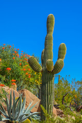 Wall Mural - Desert cactus landscape in Arizona
