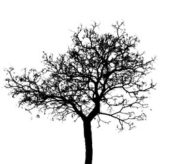 Wall Mural - Silhouette dead tree isolated on white background for scary or death with clipping path.