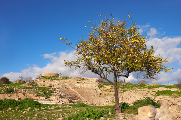 Fototapete - Wild apple tree among ancient ruins in Kato, Cyprus
