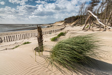 A Clump Of Green Vegetation Grows On The Dune That Gradually Buries The Coastal Forest In The Bay Of Authie, Berck-plage
