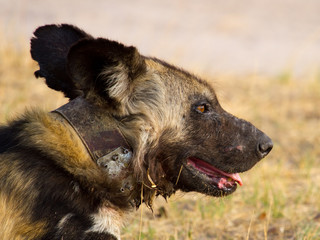 Wall Mural - Close up of a collared Wild Dog in Erindi, Namibia