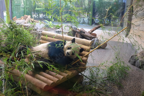 Plakat Giant Panda w berlińskim zoo