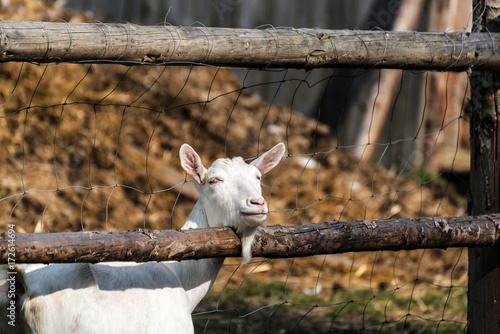 Zdjęcie XXL biały koza patrzy przez płot