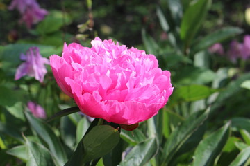 pink peony in the rays of sun