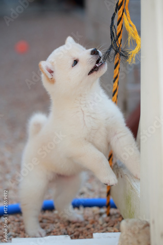 ロープを引っ張る白柴の子犬 Buy This Stock Photo And Explore Similar Images At Adobe Stock Adobe Stock