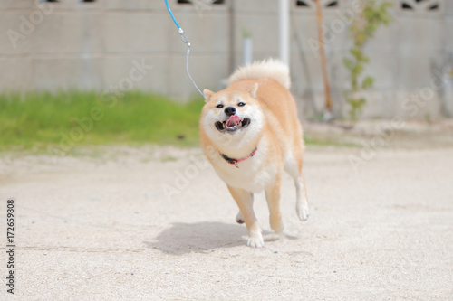 笑顔で走る柴犬 Stock Photo Adobe Stock