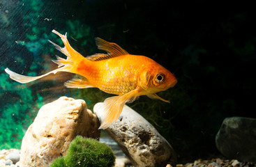 goldfish floating in an aquarium at home