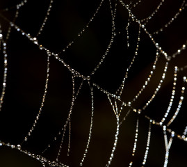  drops of dew on a spider web as a background