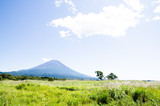 Fototapeta Sawanna - 富士山とススキ　朝霧高原
