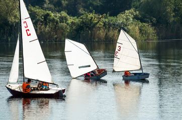 sailing regatta of young sailors