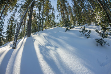 Wall Mural - Mysterious winter landscape mountains in winter trees covered snow