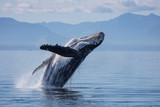 Humpback Whale