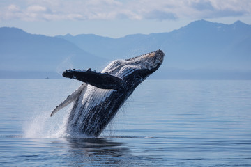 humpback whale