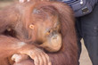Orangutan can express its emotions in the face.