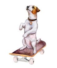 Dog Jack Russell Terrier On Skateboard Isolated On White Background. Watercolor. Illustration. Clipart. Handmade
