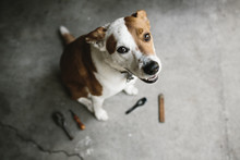 Dog Sitting On Cement Floor With Artist Tools