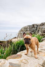A Brown French Bulldog Puppy At A Rocky And Overcast New England Beach Coast