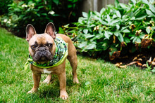 A Brown French Bulldog Puppy Outside Standing In The Grass Outside.