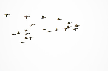 Wall Mural - Flock of Mallard Ducks Flying on a White Background