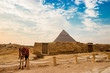 Camel near ruins of pyramid in Cairo, Egypt