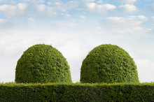 Clipped Yew Topiary In The Shape Of Breasts
