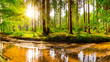 Beautiful forest with green trees, creek and bright sun