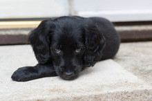 Young Adorable Black Puppy