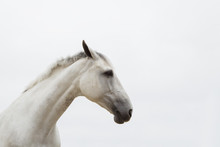 Portrait Of White Horse