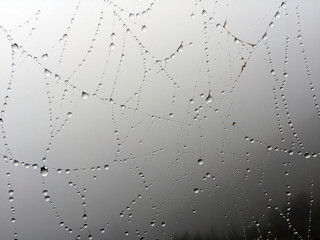 Spider web with water drops