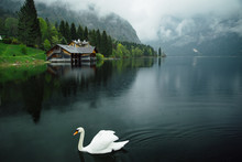White Swan Floating On Lake In Mountains
