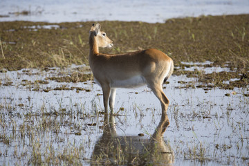 lechwe standing in water
