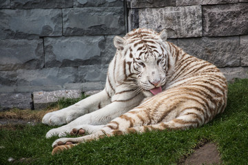 Tigre blanc