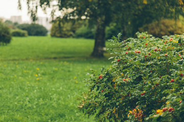 Wall Mural - rose hips in the park in autumn