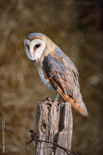 Barn owl (tyto alba) perched on wooden post.