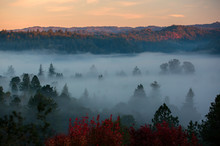 Beautiful View Of A Valley Of Trees Blanketed In Thick Fog