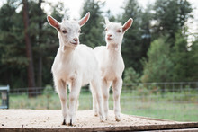 Young Baby Goats