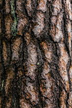 Pine Tree Trunk With Bark Closeup