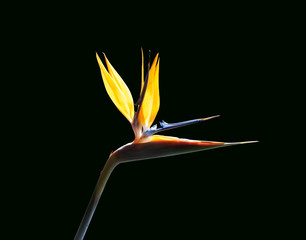 Wall Mural - bird of paradise flower back lit against a dark green background