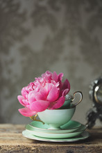 Peony Rose In A Vintage Teacup