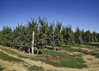 Wall Mural - Apple orchard. Rows of trees and the fruit of the ground under t