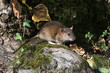 Brown Rat, Norway Rat, Rats, Rattus norvegicus