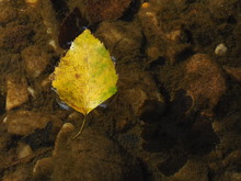 Sunlit Fallen Leaf Gently Floating On Creek Water