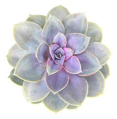 Perle Von Nurnberg Succulent