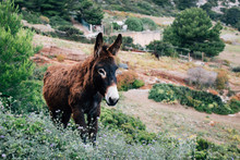 Donkey In Sicilian Island Countryside
