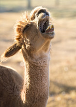 Close Up, Shallow Depth Of Field Of Mouth And Teeth Of Yawning Alpaca