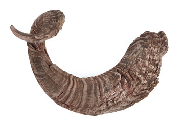 animal horn on white isolated background